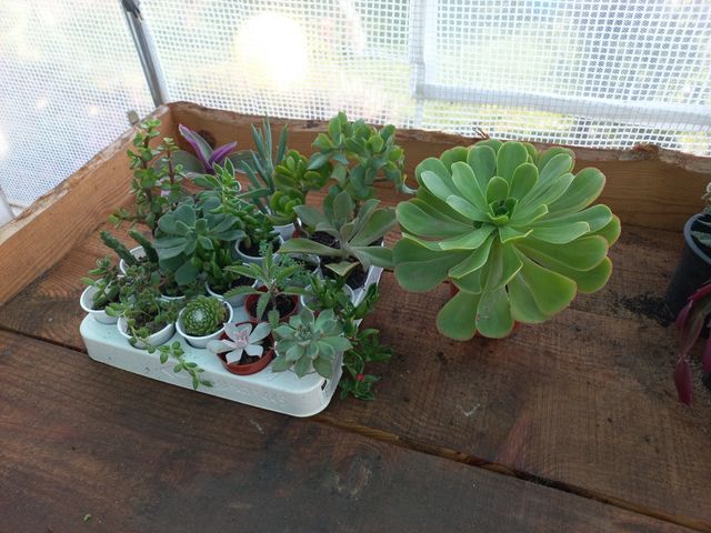 Lote 21 Suculentas Variadas