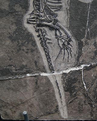 Fosil Keichosaurus