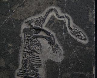 Fosil Keichosaurus
