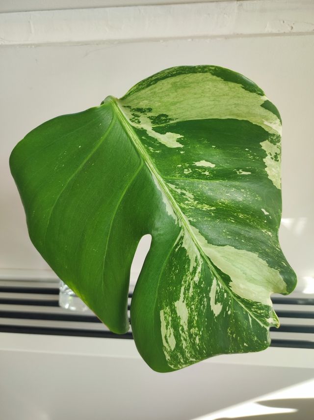 Monstera Deliciosa Variegata