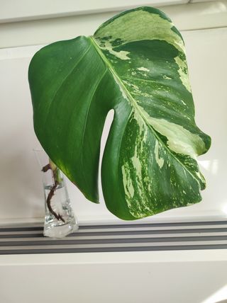 Monstera Deliciosa Variegata