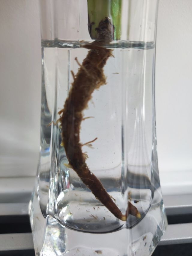 Monstera Deliciosa Variegata