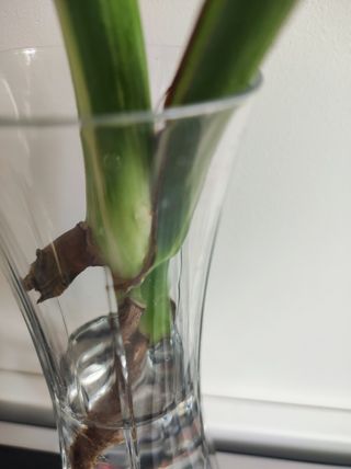 Monstera Deliciosa Variegata