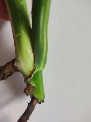 Monstera Deliciosa Variegata