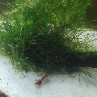 Musgo para acuario Christmas Moss