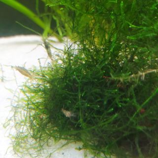 Musgo para acuario Christmas Moss