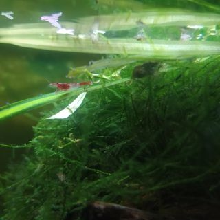 Musgo para acuario Christmas Moss