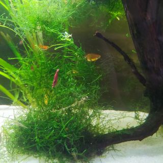 Musgo para acuario Christmas Moss