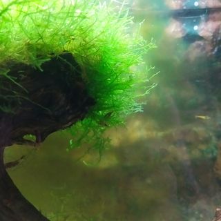 Musgo para acuario Christmas Moss