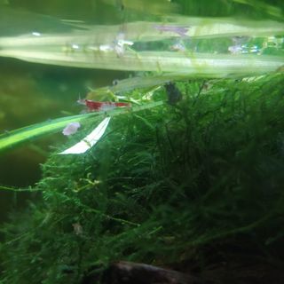 Musgo para acuario Christmas Moss