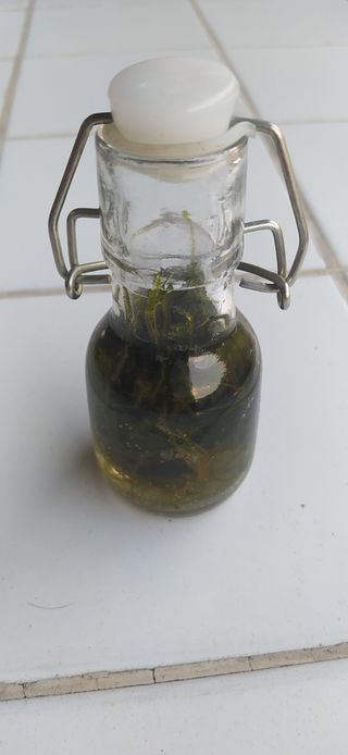 Musgo para acuario Christmas Moss