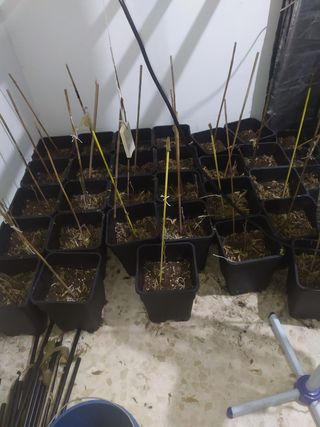 Luz LED para cultivo interior