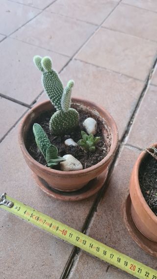 Lote 2 macetas con cactus y suculentas