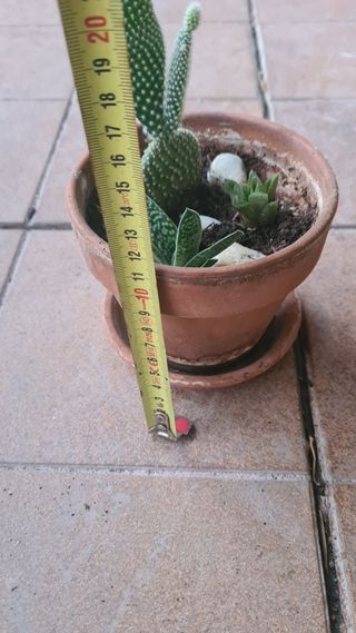 Lote 2 macetas con cactus y suculentas