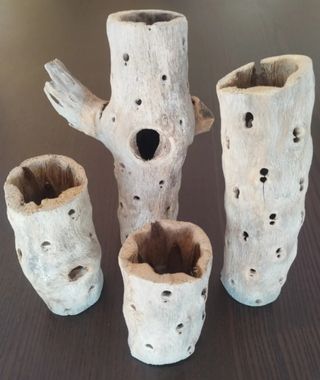 Madera de Cholla