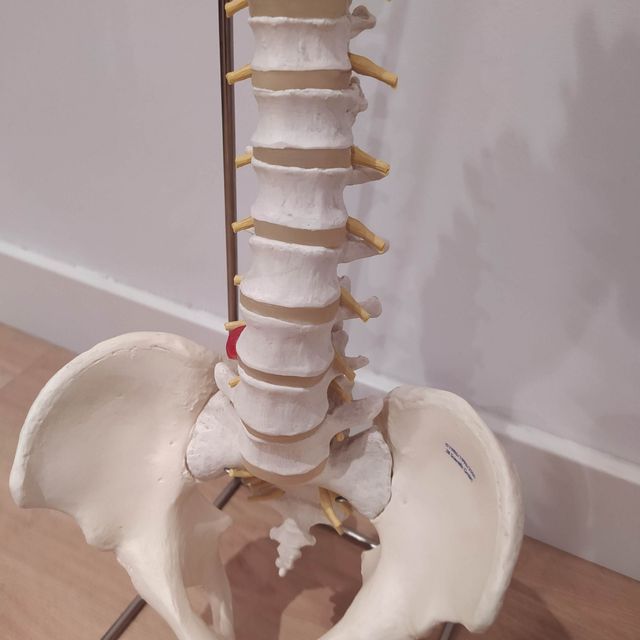 Columna vertebral anatomía tamaño real flexible
