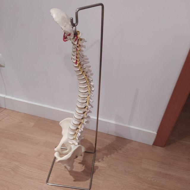 Columna vertebral anatomía tamaño real flexible