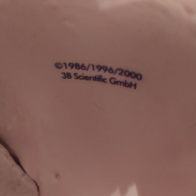 Columna vertebral anatomía tamaño real flexible