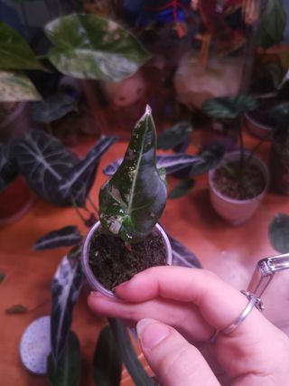 Alocasia Black Velvet Pink