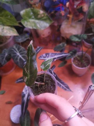 Alocasia Black Velvet Pink