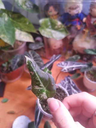 Alocasia Black Velvet Pink