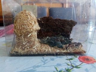 Navidad. Nacimiento/pesebre