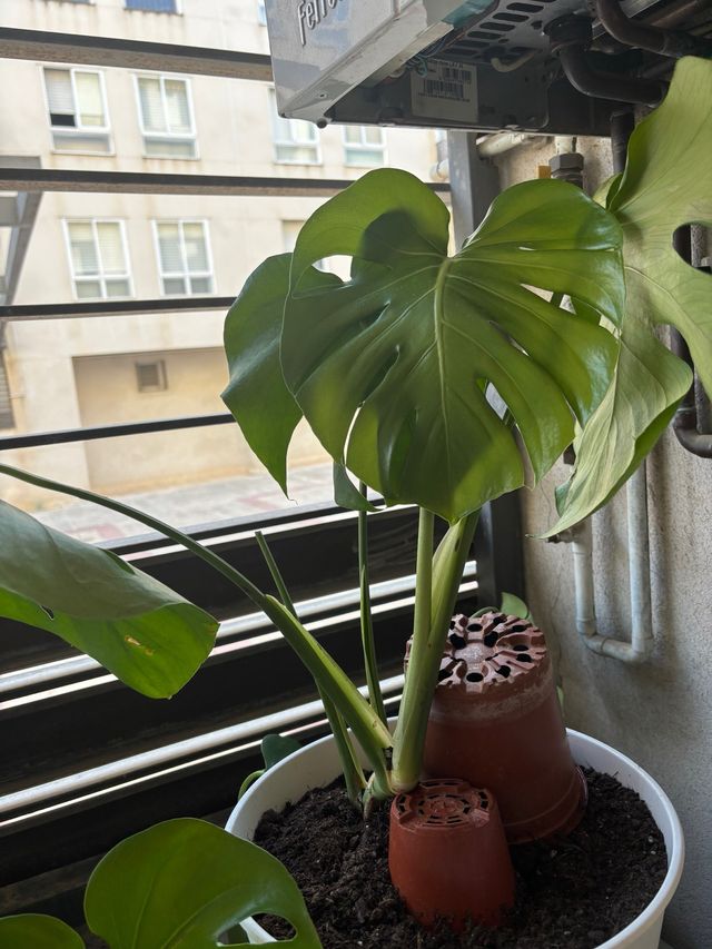 Monstera Deliciosa Planta