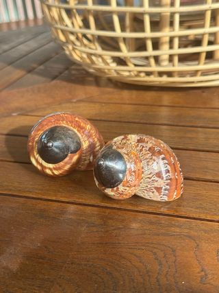 Coppia conchiglie decorative