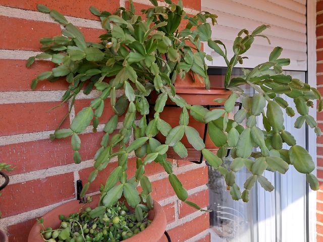 Planta cactus colgante,flor de pascua