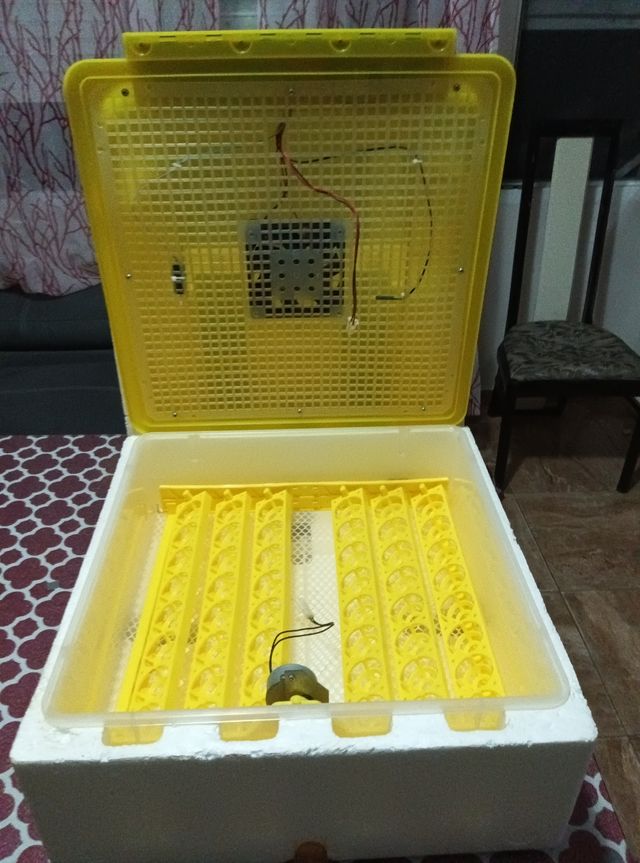 Incubadora de huevos YZ8-48 de 50 huevos