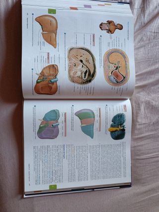 Anatomia umana