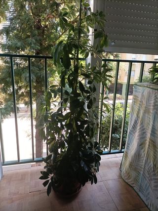 Planta de interior alta
