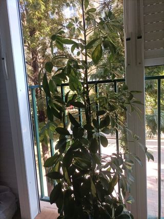 Planta de interior alta