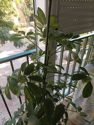 Planta de interior alta