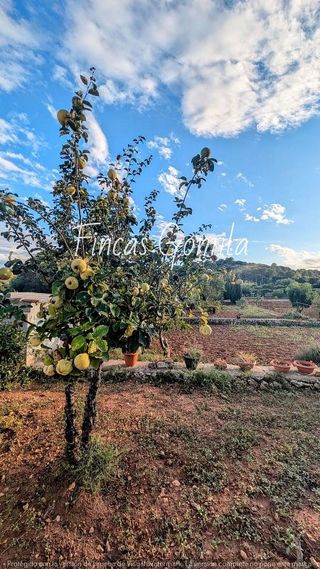 Terreno en venta en Alaior