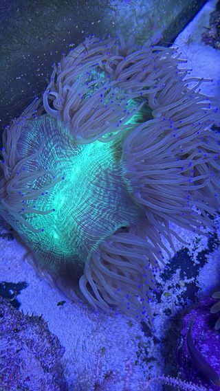 Coral Catalaphyllia de Plástico