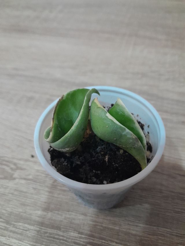 Hoya Compacta Variegata