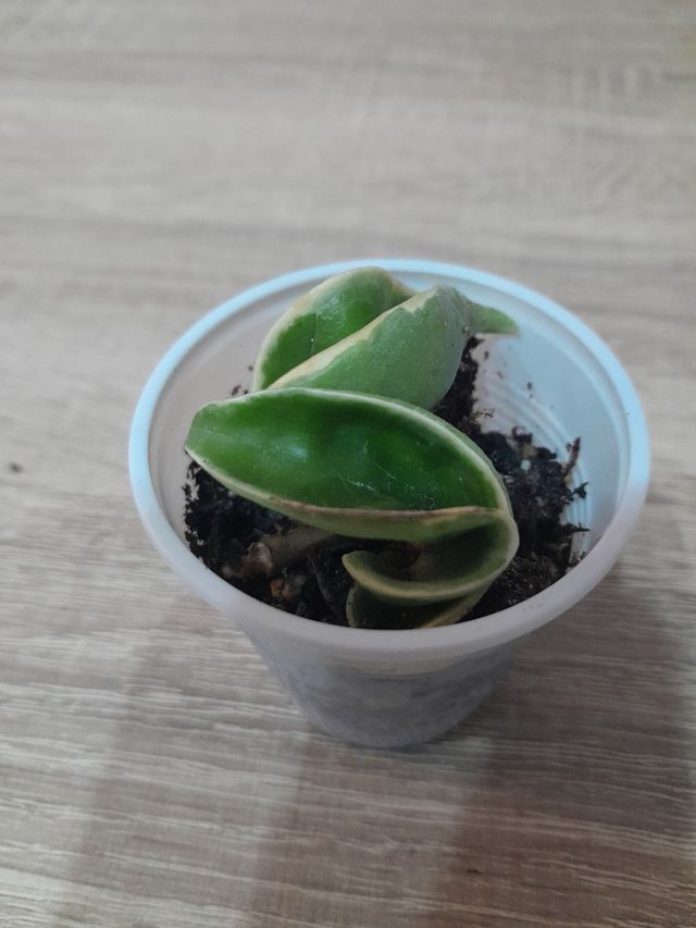 Hoya Compacta Variegata