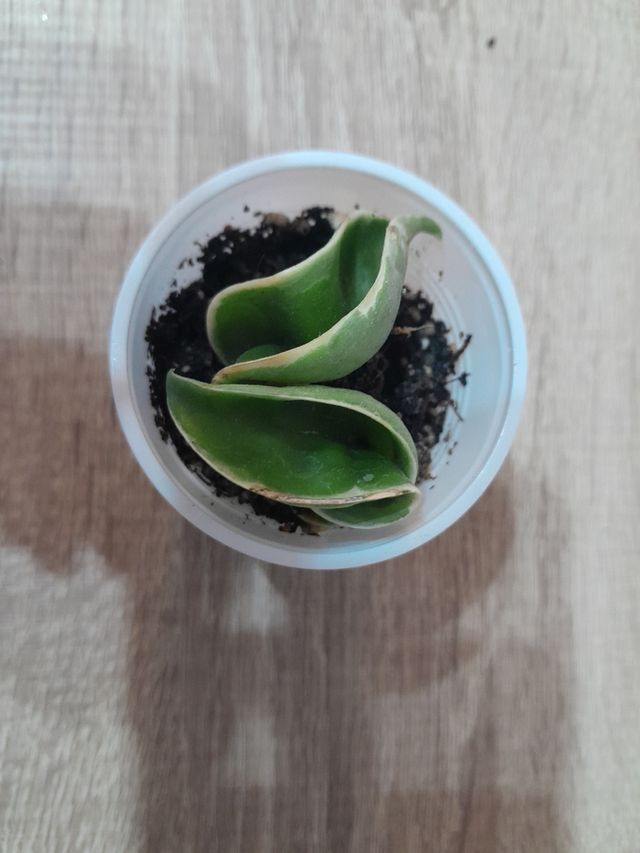 Hoya Compacta Variegata