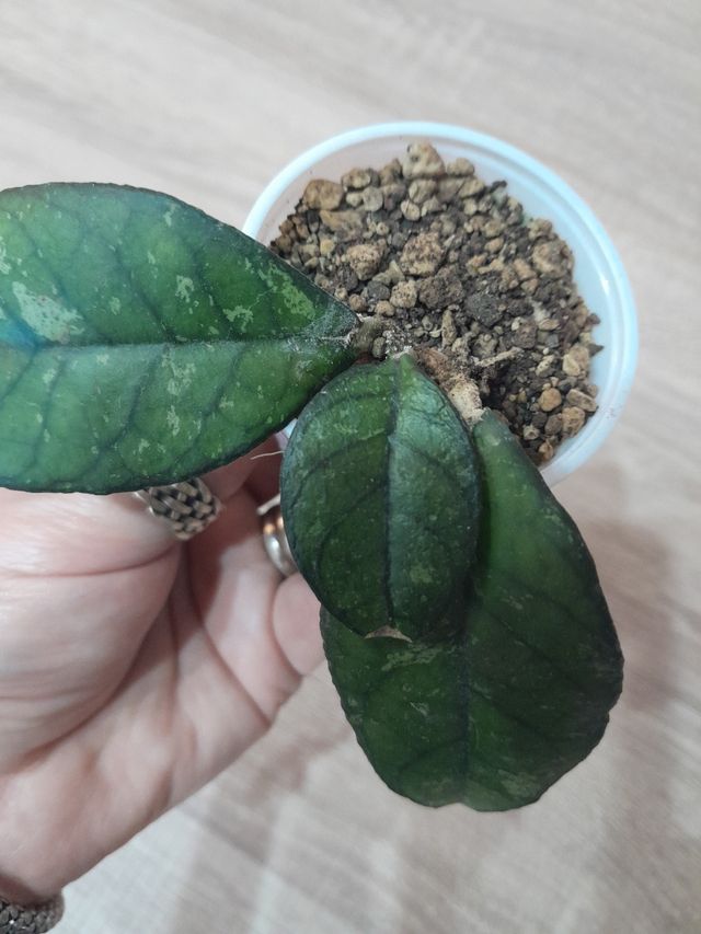 Hoya Crassipetiolata Splash