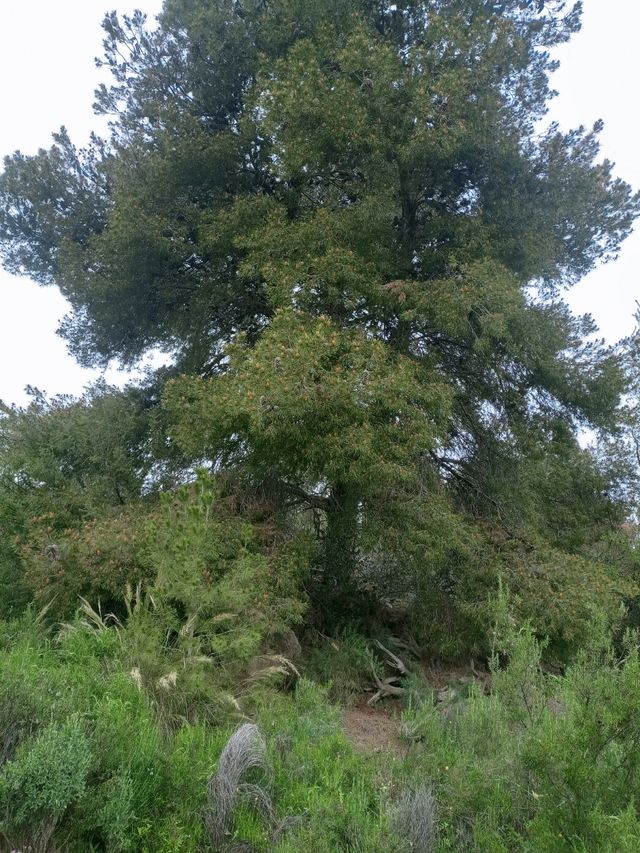 Terreno Urbano en Casinos (Valencia)