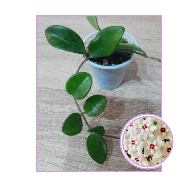 Hoya Mathilde Splash