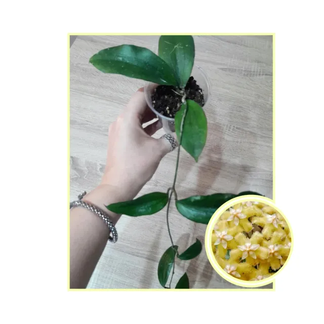 Hoya Erythrina