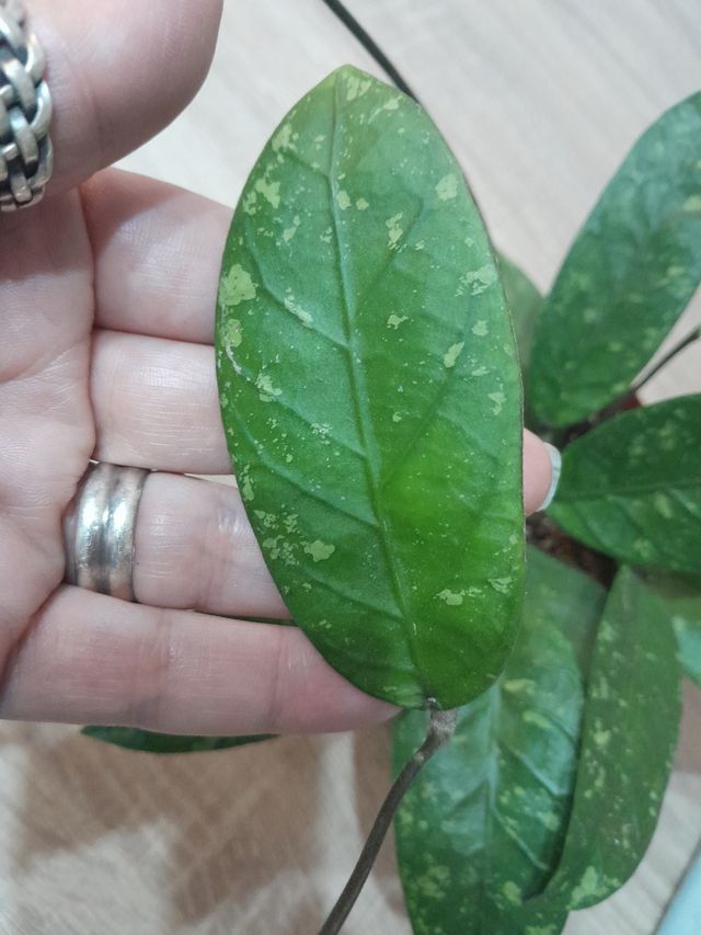 Hoya Sp. Aff Aceh