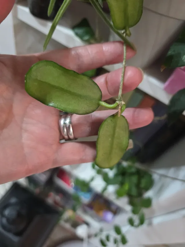 Hoya Sp. Aff Aceh