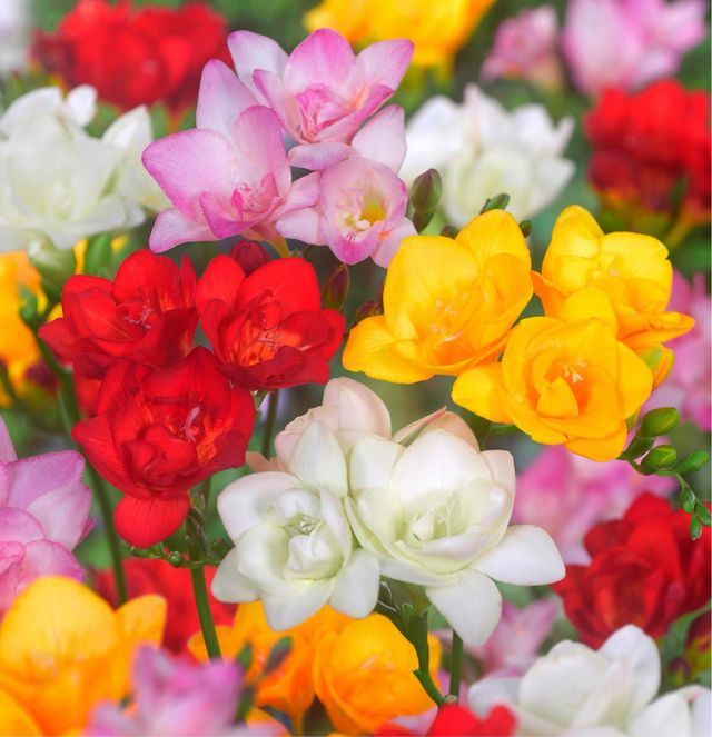 20 bulbi fresia doppia mix