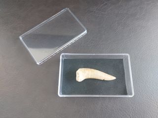 Pieza Fósil Enchodus 85 Millones Años