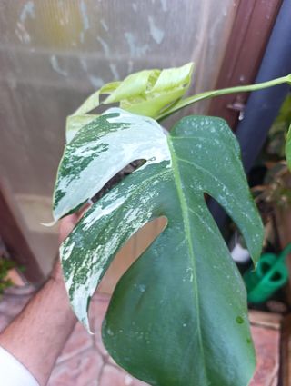 Monstera Variegata