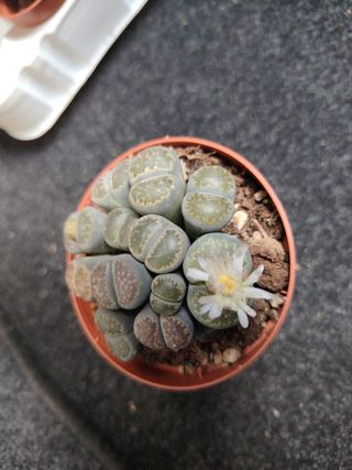 Lithops Piante Sasso Vaso 8,5 cm