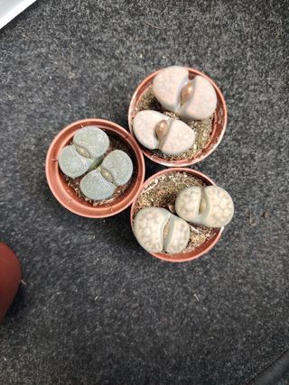 Lotto 3 Lithops in vasi da 5 cm 